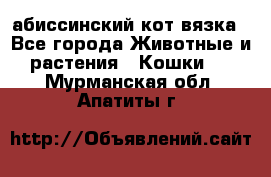 абиссинский кот вязка - Все города Животные и растения » Кошки   . Мурманская обл.,Апатиты г.